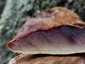Májgomba (Fistulina hepatica), Budai-hegység
